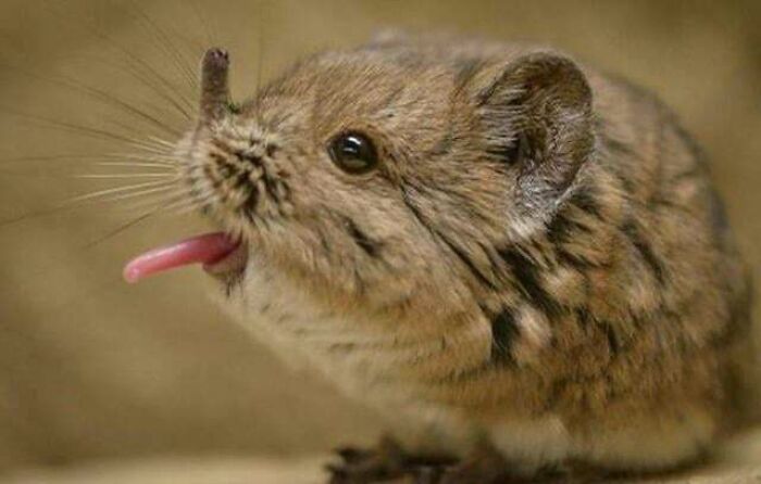 “Tiger Quoll”: 104 Interesting Animals That You Might Never Have Heard Of Until Today