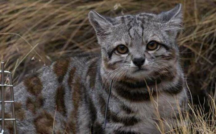 “Tiger Quoll”: 104 Interesting Animals That You Might Never Have Heard Of Until Today
