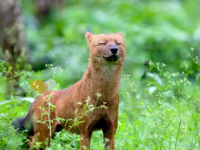 “Tiger Quoll”: 104 Interesting Animals That You Might Never Have Heard Of Until Today