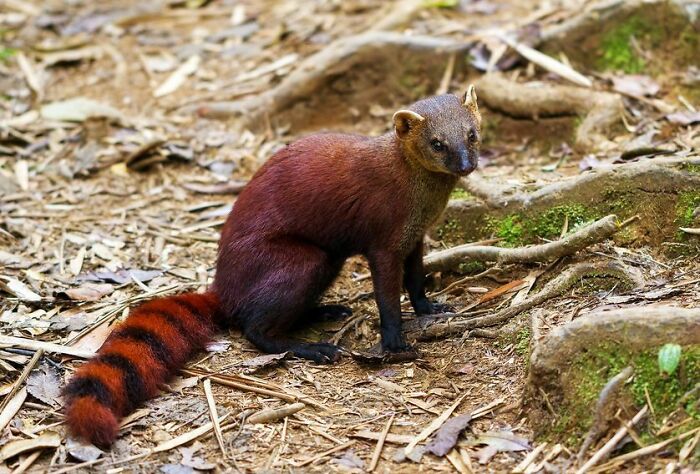“Tiger Quoll”: 104 Interesting Animals That You Might Never Have Heard Of Until Today
