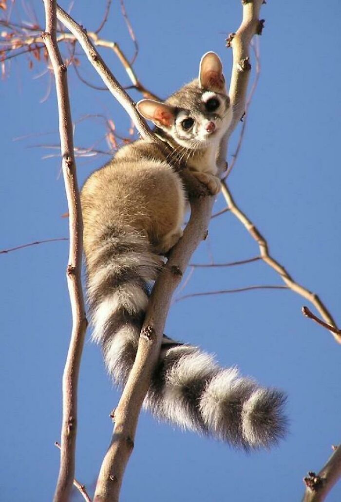 “Tiger Quoll”: 104 Interesting Animals That You Might Never Have Heard Of Until Today