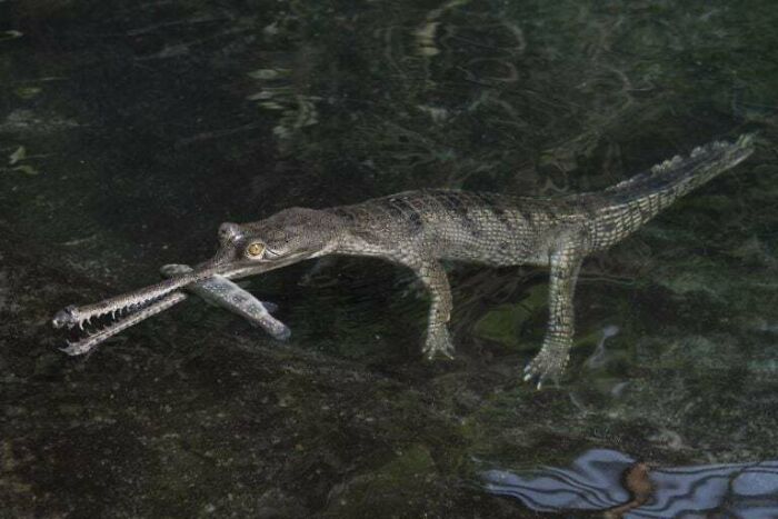 “Tiger Quoll”: 104 Interesting Animals That You Might Never Have Heard Of Until Today