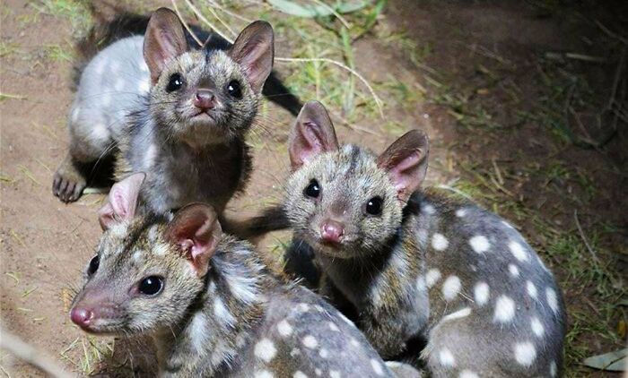 “Tiger Quoll”: 104 Interesting Animals That You Might Never Have Heard Of Until Today