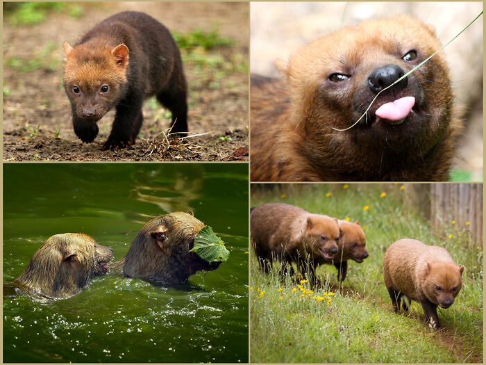 “Tiger Quoll”: 104 Interesting Animals That You Might Never Have Heard Of Until Today