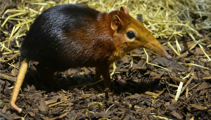 “Tiger Quoll”: 104 Interesting Animals That You Might Never Have Heard Of Until Today