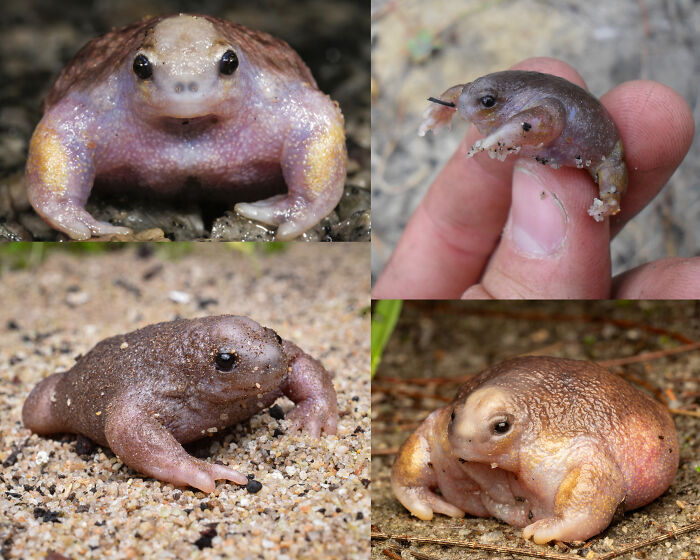 “Tiger Quoll”: 104 Interesting Animals That You Might Never Have Heard Of Until Today