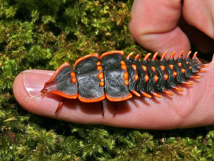 “Tiger Quoll”: 104 Interesting Animals That You Might Never Have Heard Of Until Today