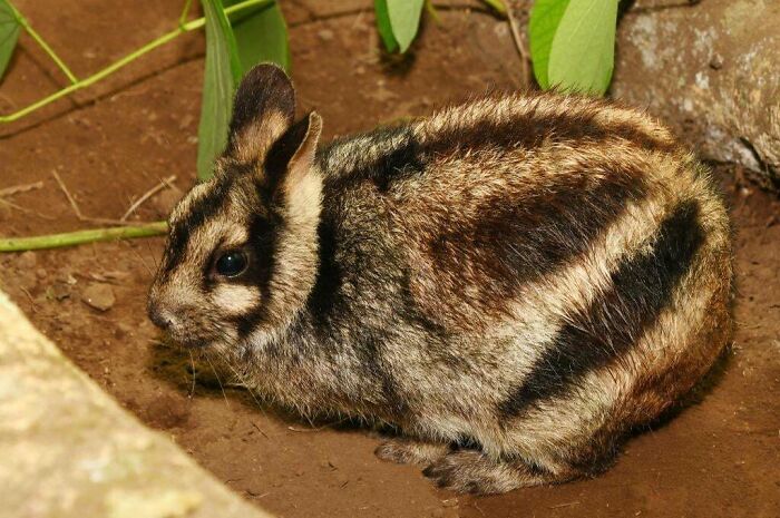 “Tiger Quoll”: 104 Interesting Animals That You Might Never Have Heard Of Until Today