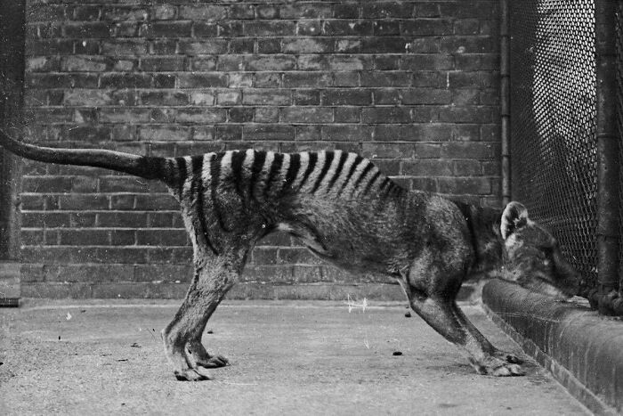 “Tiger Quoll”: 104 Interesting Animals That You Might Never Have Heard Of Until Today