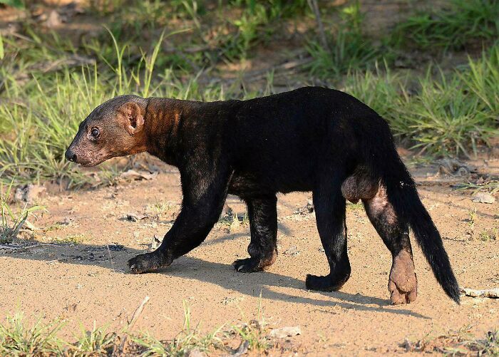 “Tiger Quoll”: 104 Interesting Animals That You Might Never Have Heard Of Until Today