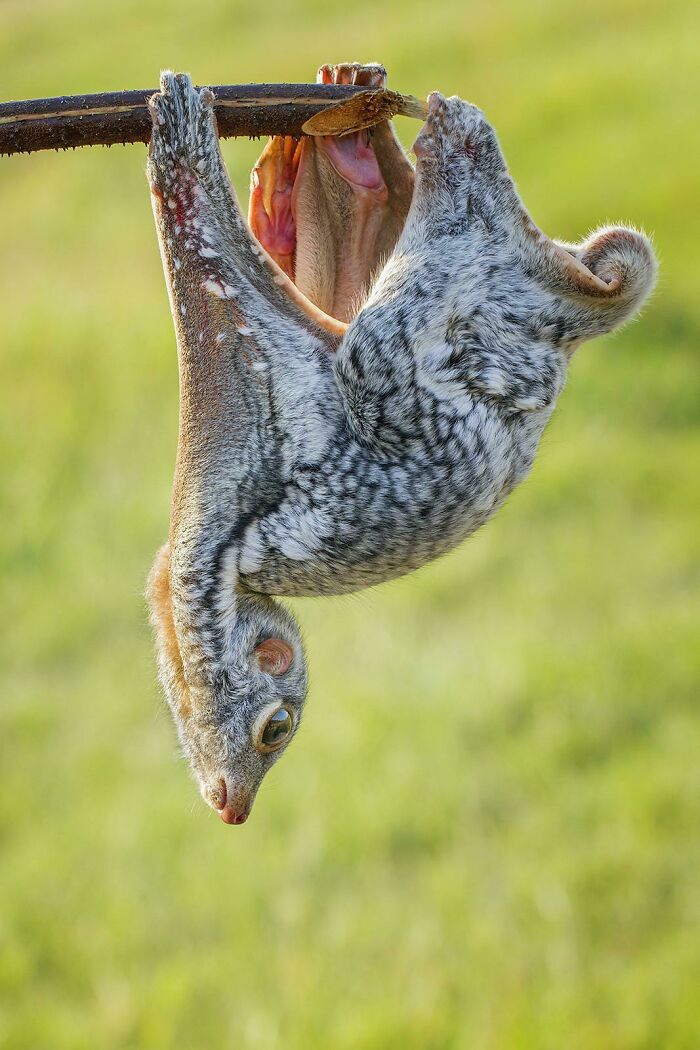“Tiger Quoll”: 104 Interesting Animals That You Might Never Have Heard Of Until Today