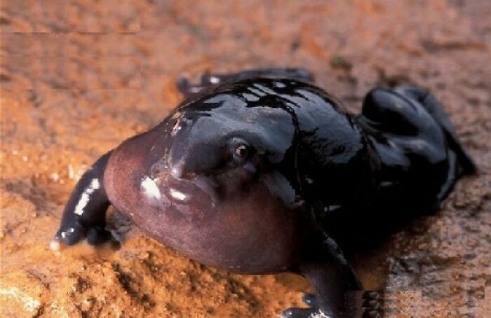 “Tiger Quoll”: 104 Interesting Animals That You Might Never Have Heard Of Until Today