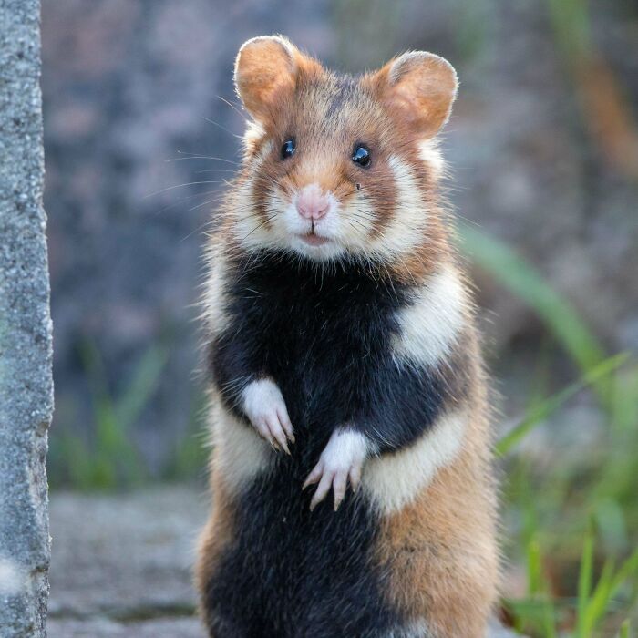 “Tiger Quoll”: 104 Interesting Animals That You Might Never Have Heard Of Until Today