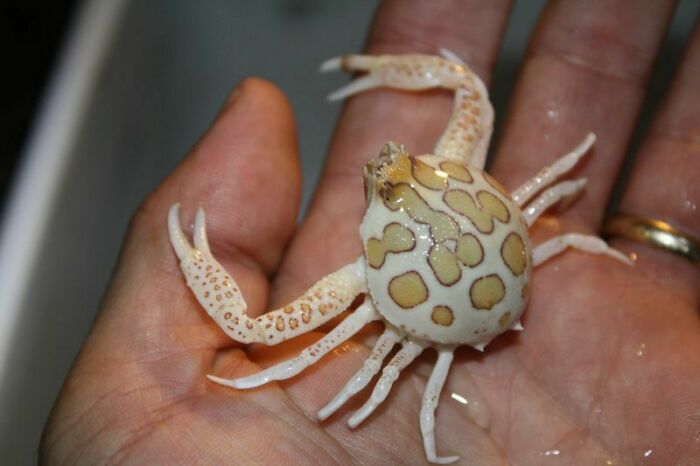 “Tiger Quoll”: 104 Interesting Animals That You Might Never Have Heard Of Until Today