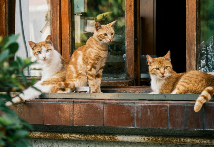 Non-Profit Worker Neuters Clearly Owned Cat Found Roaming, Shocked When Owners Get Livid