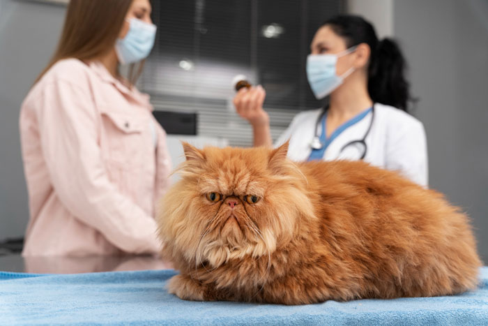Non-Profit Worker Neuters Clearly Owned Cat Found Roaming, Shocked When Owners Get Livid