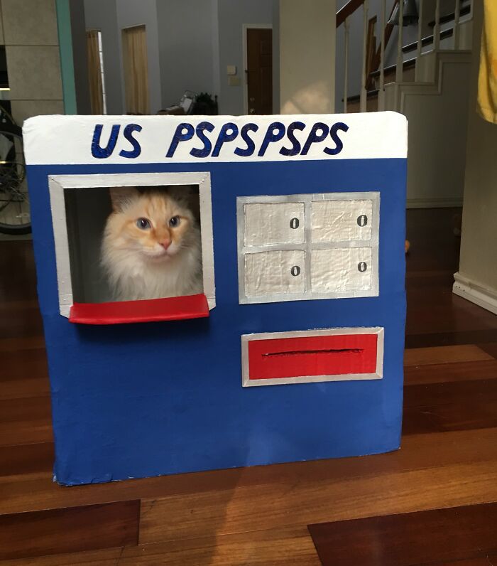 141 Of The Most Adorable Cats That Need A Raise For Their Top-Tier Work (New Pics)