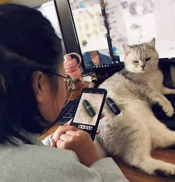 141 Of The Most Adorable Cats That Need A Raise For Their Top-Tier Work (New Pics)