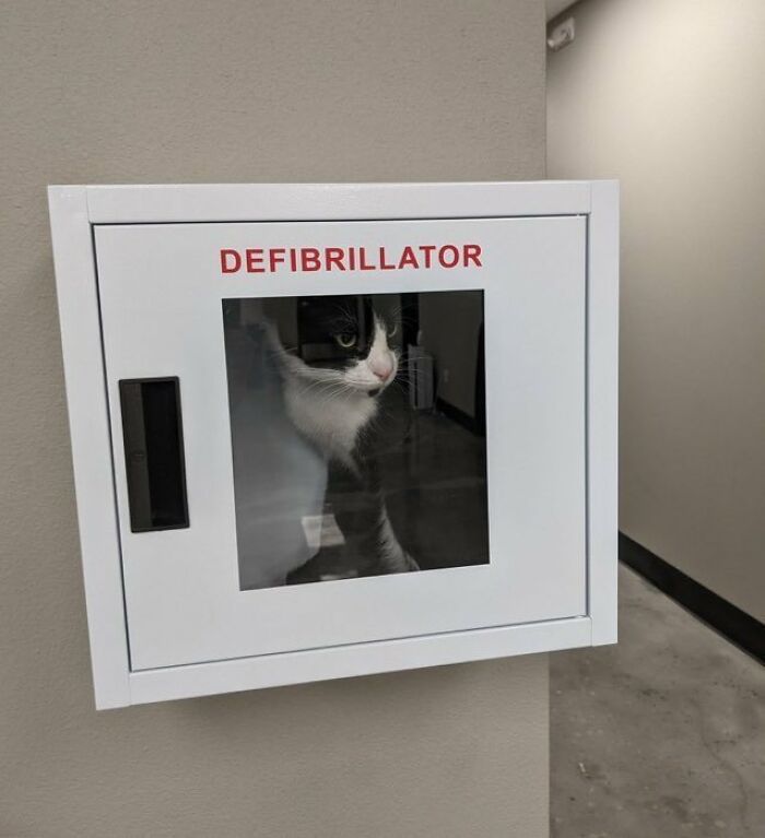 141 Of The Most Adorable Cats That Need A Raise For Their Top-Tier Work (New Pics)