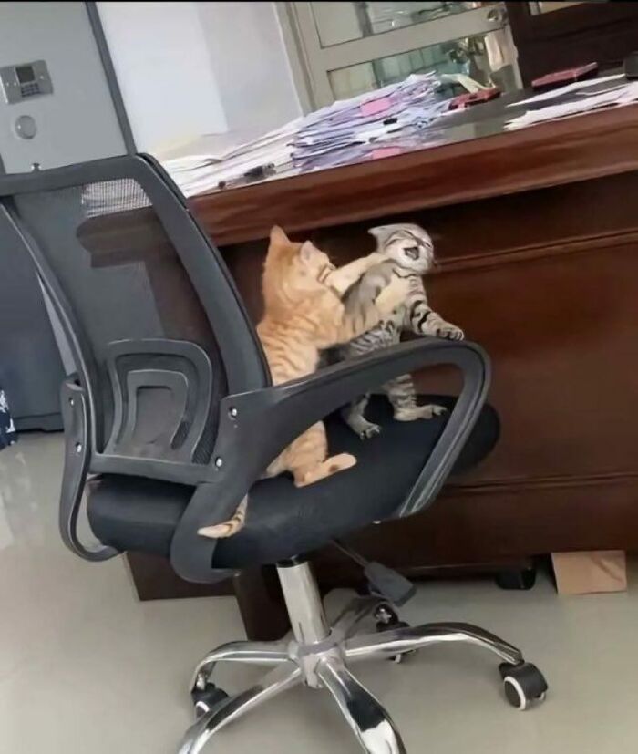 141 Of The Most Adorable Cats That Need A Raise For Their Top-Tier Work (New Pics)