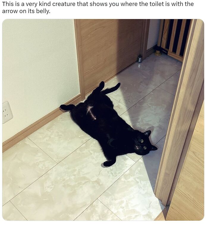141 Of The Most Adorable Cats That Need A Raise For Their Top-Tier Work (New Pics)