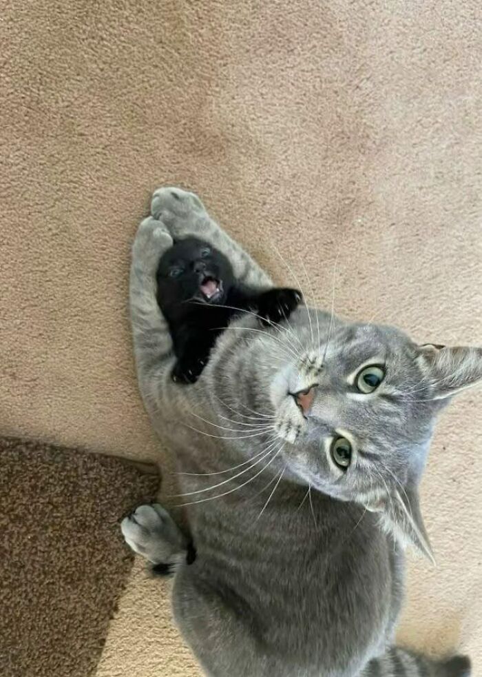 141 Of The Most Adorable Cats That Need A Raise For Their Top-Tier Work (New Pics)
