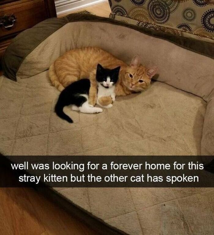 141 Of The Most Adorable Cats That Need A Raise For Their Top-Tier Work (New Pics)