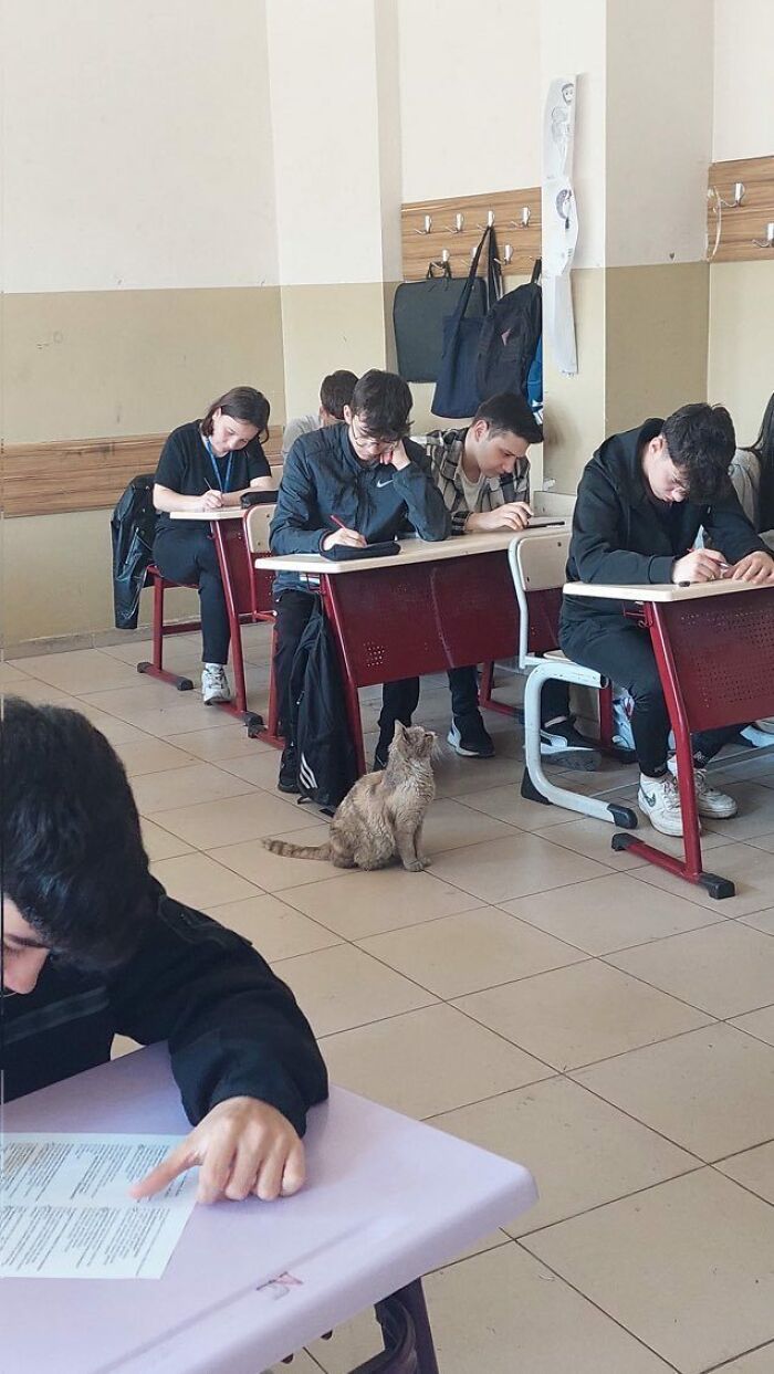 141 Of The Most Adorable Cats That Need A Raise For Their Top-Tier Work (New Pics)