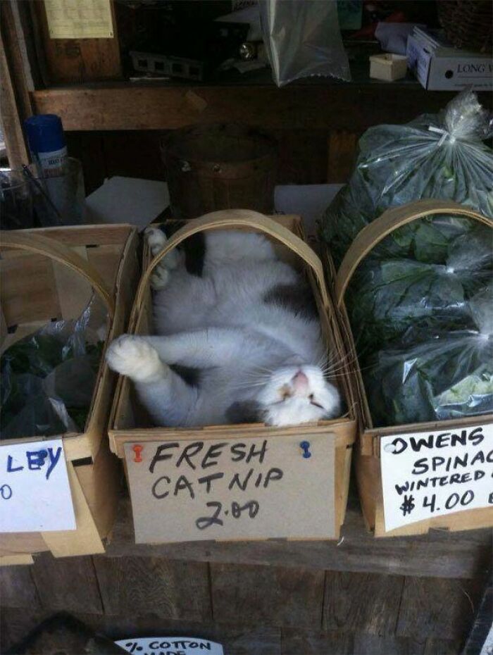 141 Of The Most Adorable Cats That Need A Raise For Their Top-Tier Work (New Pics)