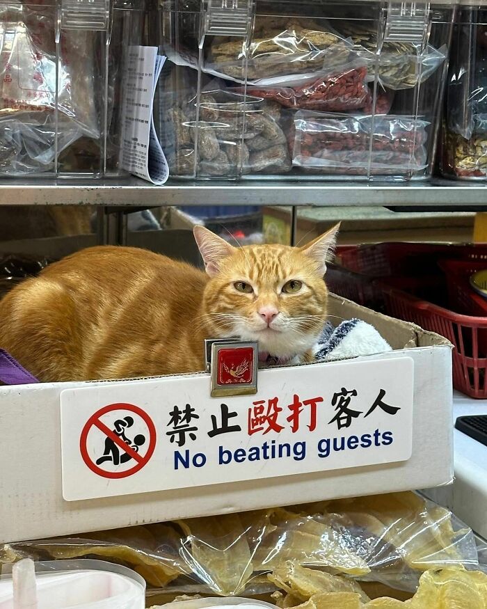 141 Of The Most Adorable Cats That Need A Raise For Their Top-Tier Work (New Pics)