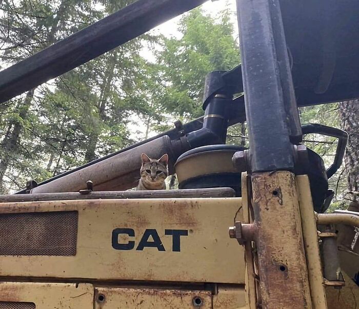 141 Of The Most Adorable Cats That Need A Raise For Their Top-Tier Work (New Pics)