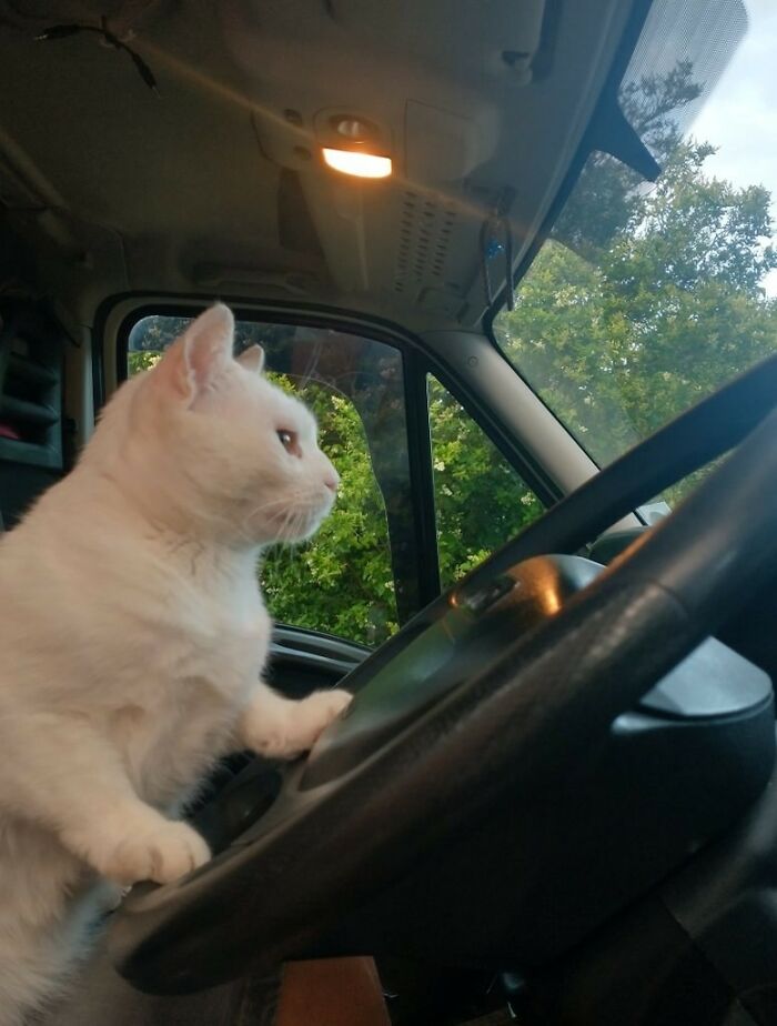 141 Of The Most Adorable Cats That Need A Raise For Their Top-Tier Work (New Pics)