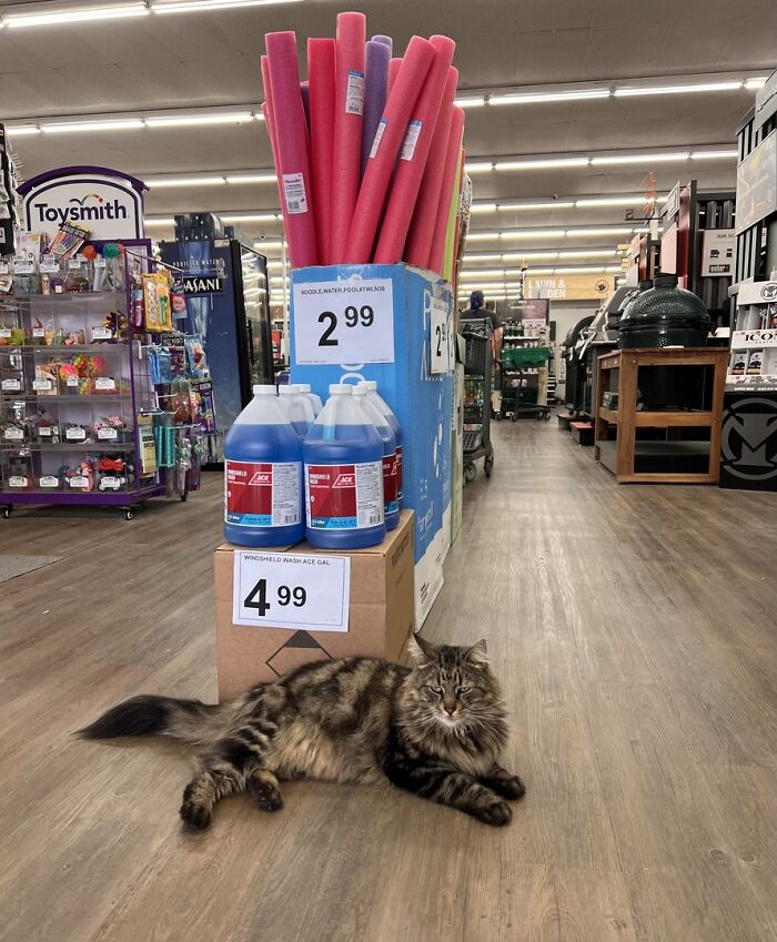 141 Of The Most Adorable Cats That Need A Raise For Their Top-Tier Work (New Pics)