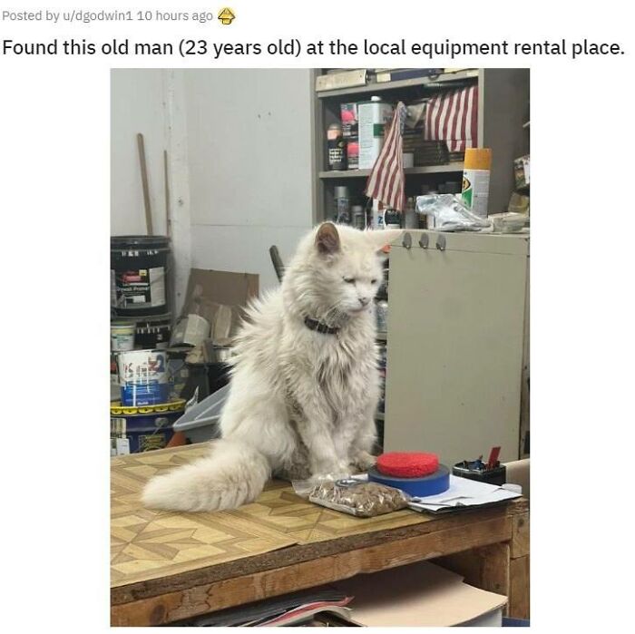 141 Of The Most Adorable Cats That Need A Raise For Their Top-Tier Work (New Pics)