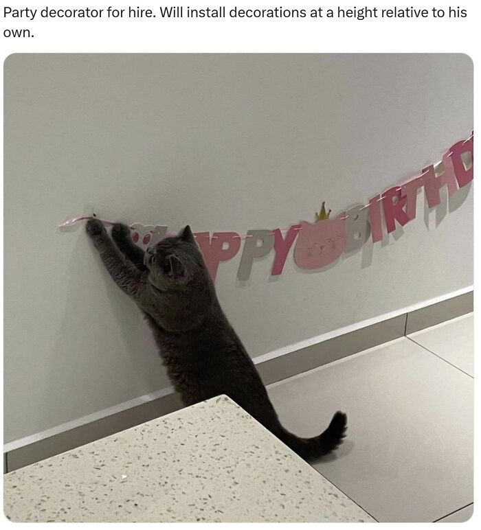 141 Of The Most Adorable Cats That Need A Raise For Their Top-Tier Work (New Pics)