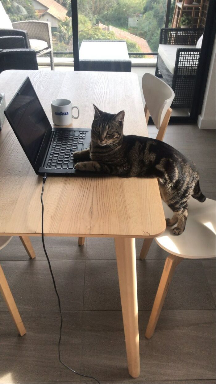 141 Of The Most Adorable Cats That Need A Raise For Their Top-Tier Work (New Pics)