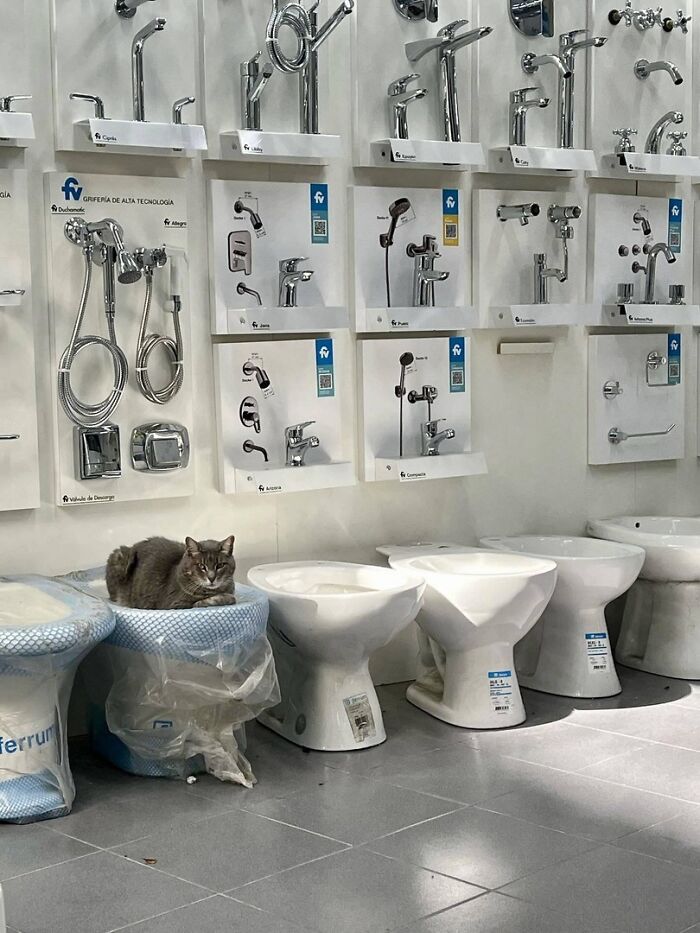 141 Of The Most Adorable Cats That Need A Raise For Their Top-Tier Work (New Pics)