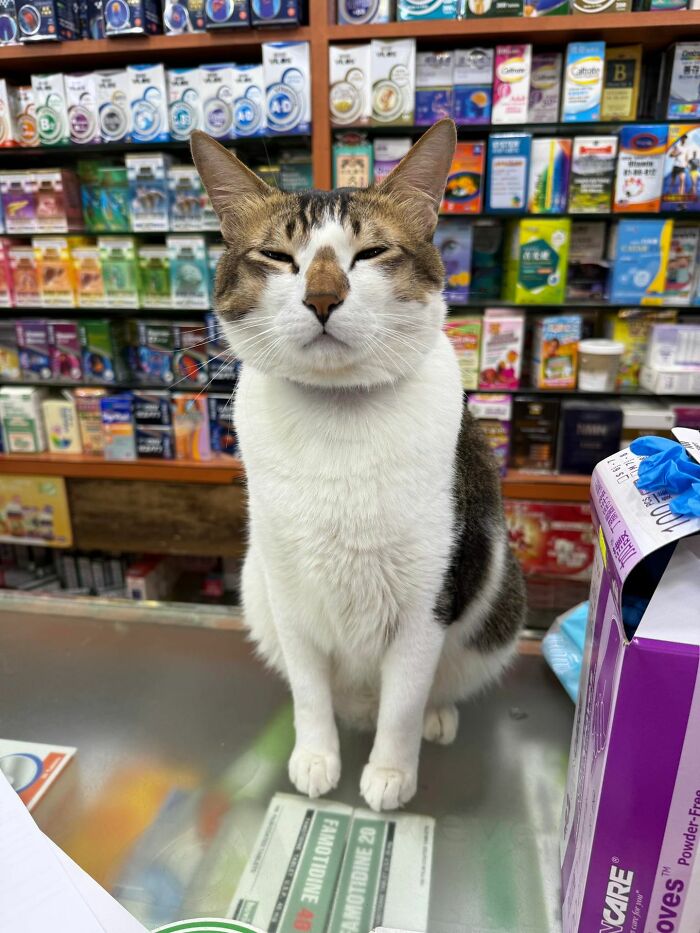 141 Of The Most Adorable Cats That Need A Raise For Their Top-Tier Work (New Pics)