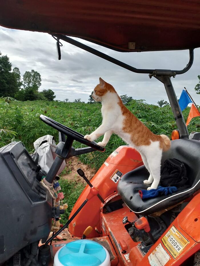 141 Of The Most Adorable Cats That Need A Raise For Their Top-Tier Work (New Pics)