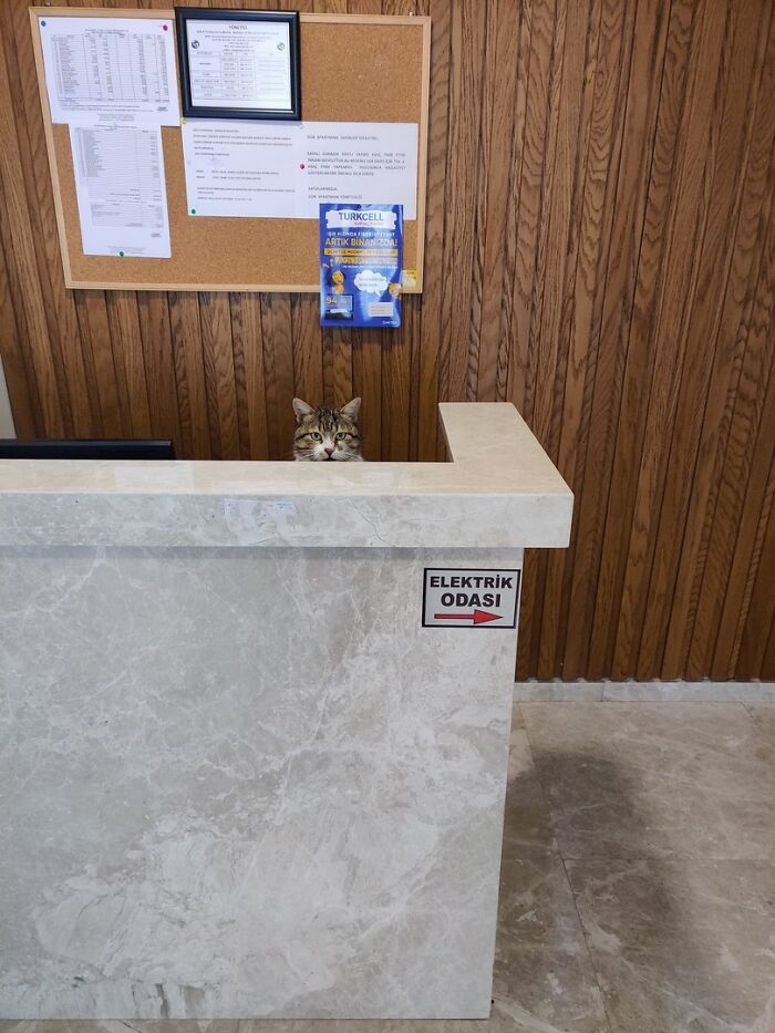 141 Of The Most Adorable Cats That Need A Raise For Their Top-Tier Work (New Pics)