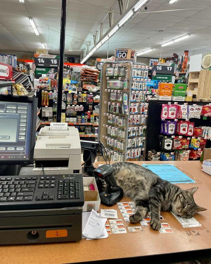 141 Of The Most Adorable Cats That Need A Raise For Their Top-Tier Work (New Pics)