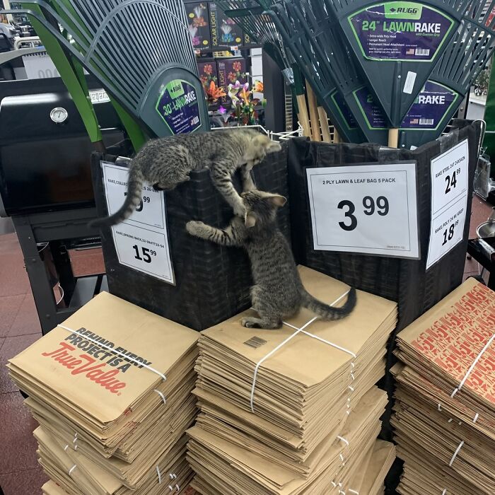 141 Of The Most Adorable Cats That Need A Raise For Their Top-Tier Work (New Pics)