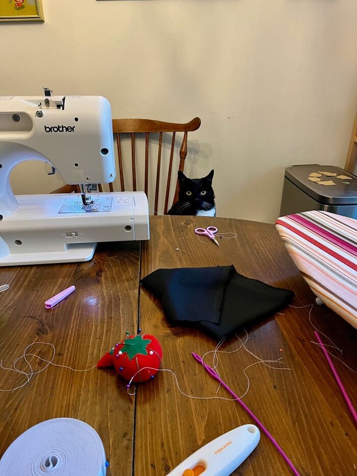 141 Of The Most Adorable Cats That Need A Raise For Their Top-Tier Work (New Pics)