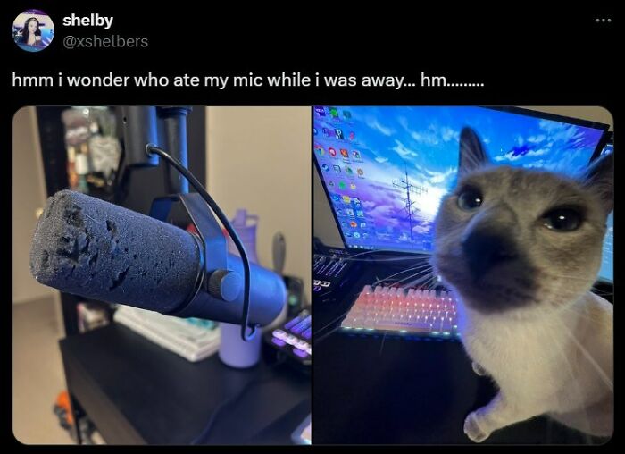 141 Of The Most Adorable Cats That Need A Raise For Their Top-Tier Work (New Pics)