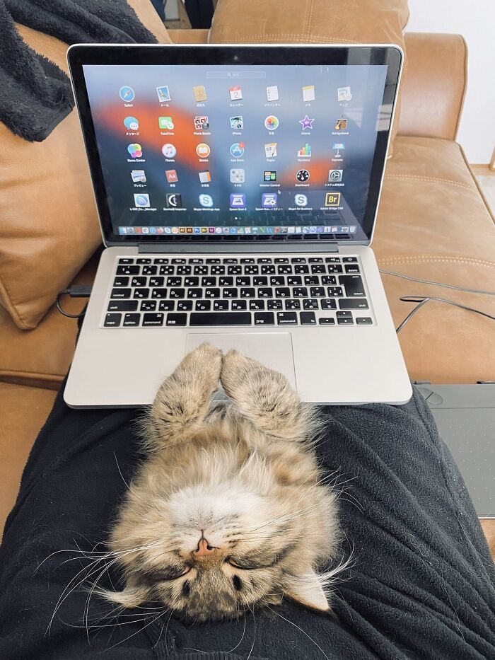 141 Of The Most Adorable Cats That Need A Raise For Their Top-Tier Work (New Pics)