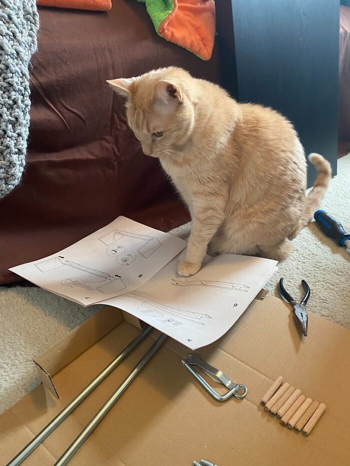 141 Of The Most Adorable Cats That Need A Raise For Their Top-Tier Work (New Pics)