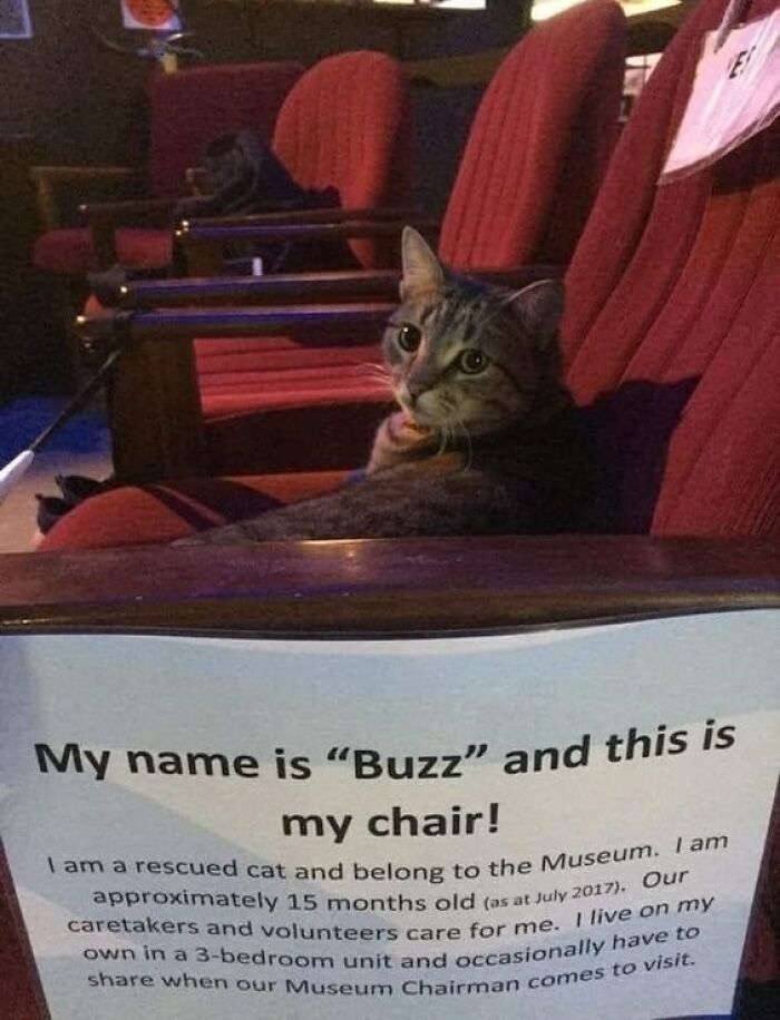 141 Of The Most Adorable Cats That Need A Raise For Their Top-Tier Work (New Pics)