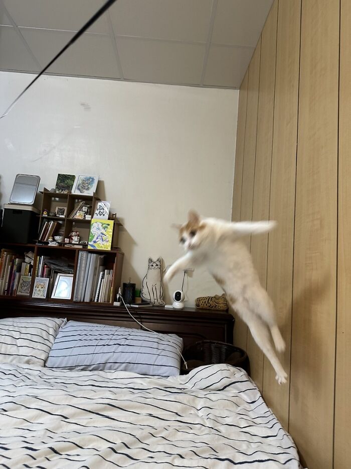 141 Of The Most Adorable Cats That Need A Raise For Their Top-Tier Work (New Pics)