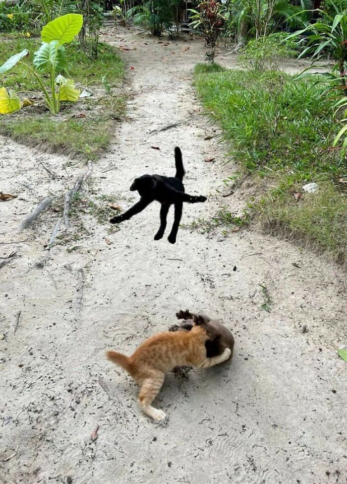 141 Of The Most Adorable Cats That Need A Raise For Their Top-Tier Work (New Pics)