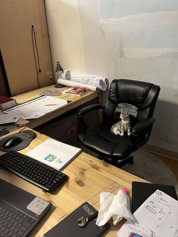 141 Of The Most Adorable Cats That Need A Raise For Their Top-Tier Work (New Pics)